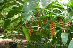 Heliconia rostrata